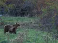 Orso marsicano con cucciolo in un prato verde, habitat naturale.