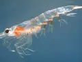 Un krill translúcido, uno de los animales marinos en peligro de extinción, nada en aguas azules.