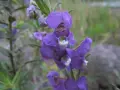En klunga lila blommor av angelonia angustifolia, med gröna blad och en suddig bakgrund.