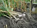 Frisch geernteter Knoblauch mit Wurzeln liegt auf dunkler Erde. Eine Schaufel ist im Hintergrund zu sehen, bereit für weitere Ernte.