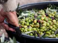 Mano che solleva un cesto pieno di olive fresche, pronte per la raccolta.