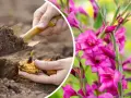 Sadzenie cebulek mieczyków, które zakwitną pięknymi, różowymi gladiole kwiaty.