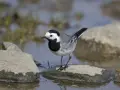 Una lavandera blanca, con su plumaje distintivo, se posa sobre una roca mojada junto a un arroyo.