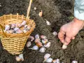 Mano che pianta spicchi d'aglio nel terreno. Ottimo momento per capire cosa piantare a dicembre e preparare il raccolto futuro.