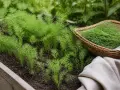 Frischer Dill wächst im Beet. Ein Korb voller geerntetem Dill liegt daneben. Der ideale dill standort für Kräuter.