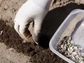 Rękawiczka z nasionami słonecznika w dłoni, gotowa do sadzenia. Oto jak sadzić słonecznik z nasion.