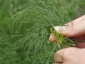 Hände ernten frischen Dill. Zarte grüne Zweige mit feinen Blättern werden vorsichtig gepflückt.