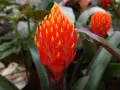 Jasna, ognista guzmania. Dowiedz się, jak dbać o tę egzotyczną piękność, by cieszyć się jej barwami.