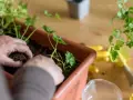 Hände pflanzen junge Petersilie in einen braunen Kasten. Bald kann man frische Petersilie ernten.