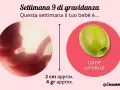 A 9 settimane di gravidanza, il feto è grande come un'oliva, circa 2 cm e 4 grammi.