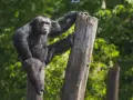 Szympansy z lasu Bili odpoczywają na pniach, jeden z nich opiera się o drewno, patrząc wprost na widza.