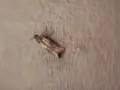Czy mole wlatują przez okno? Oto jak ich uniknąć w domu