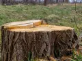 Jaką grubość drzewa można wyciąć bez zezwolenia? Sprawdź limity.