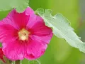 Eine leuchtend pinke Stockrose blüht, umgeben von grünen Blättern. Der ideale stockrosen standort ist sonnig und geschützt.