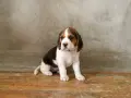 Jak wytresować beagle, aby uniknąć problemów w przyszłości