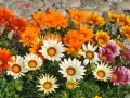 Bunte Gazanien, die viel Sonne vertragen, leuchten in Orange, Weiß und Rosa.