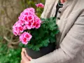 En person håller en kruka med rosa pelargoner. Kanske är det en av de vackraste i årets pelargon lista.