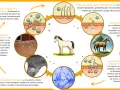 Cycle de vie du champignon responsable de la teigne cheval, montrant la contamination, la germination des spores, l'invasion de la peau et la formation de lésions caractéristiques.