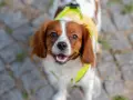 Spaniel włosy czy sierść - poznaj kluczowe różnice w pielęgnacji