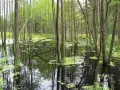 Rezerwaty przyrody Podlasie - Odkryj unikalne miejsca i ich tajemnice