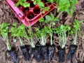 Små plantor av persilja i kruka, redo att planteras ut. De har fina rötter och gröna blad.