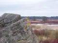 Betonowe pozostałości bunkrów w **Osowiec** na tle mokradeł i lasu.