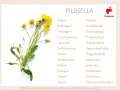 Pilosella: un fiore giallo con dettagli sulla sua classificazione botanica. Scopri a cosa serve questa pianta.