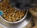 Czym karmić szczeniaka owczarka? Zdrowa dieta krok po kroku