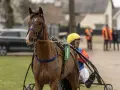 Un cheval brun avec un numéro 4 sur son harnais, prêt pour une trotteur course. Le driver porte un casque jaune.
