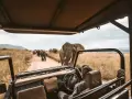 Niesamowite safari w Afryce! Słoń idzie prosto w stronę samochodu, a za nim cała rodzina. Niezapomniane przeżycie.