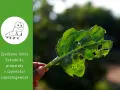 Zielone liście z dziurami, świadectwo żerowania szkodników. Na zielonym tle rysunek gąsienicy i tekst o szkodnikach.
