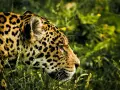 Piękny jaguar w swoim naturalnym środowisku, wśród bujnej zieleni Pantanalu. Jego cętkowana sierść idealnie wtapia się w otoczenie.