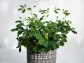 Roślina mimosa pudica w ozdobnej doniczce, z liśćmi reagującymi na dotyk.