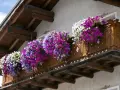 Balkon ozdobiony kaskadami kwitnących petunii w odcieniach fioletu i bieli. Idealne rośliny na balkon, które tworzą barwną mozaikę.