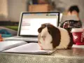 Urocza, domowa świnka morska siedzi na zeszycie obok laptopa, jakby pomagała w nauce.