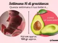 Il tuo bebè ha 16 settimane, circa 4 mesi di gravidanza, e misura come un avocado.