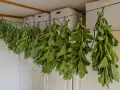 Bündel von grüner Minze trocknen an einer Schnur. Die Blätter sind frisch und voller Aroma.