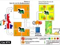 Schéma illustrant la gestion des zones A et B pour prévenir la rhodococcose chez un poulain.
