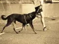 Un homme et son chien courent ensemble sur un chemin. Le chien, noir et portant un harnais, trotte joyeusement à côté de son maître.