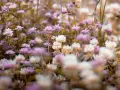 Un campo di fiori di trifoglio rosa e bianco. I fiori di Bach a cosa servono? A ritrovare l'equilibrio interiore, come questi fiori donano serenità.