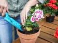 Czy pelargonie można sadzić do gruntu? Oto, co musisz wiedzieć