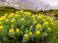 Un campo di fiori gialli di Rhodiola rosea in montagna, noti per i loro benefici adattogeni.