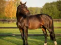 Magnifique etalon cheval bai, crinière tressée, dans un pré verdoyant, au soleil couchant.