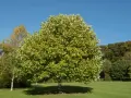 Rozłożysty tulipanowiec drzewo z zielonymi liśćmi na tle błękitnego nieba.