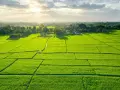 Zielone pola ryżowe tworzą idealną działkę rekreacyjną. Słońce przebija się przez chmury, oświetlając krajobraz.