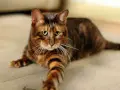 Piękny kot toyger o pręgowanym futrze leży na jasnym dywanie. Zastanawiasz się nad kot toyger cena?