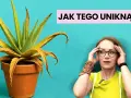 Jak sadzić aloes w doniczce, aby uniknąć najczęstszych błędów