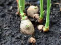 Frische Triebe sprießen aus den Rhizomen. Das ist der Beginn, ingwer pflanzen erfolgreich anzubauen.