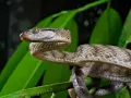 Zanzibar węże: gad wijący się na zielonych liściach, z charakterystycznym wzorem na łuskach i bystrym okiem.