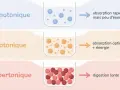 Comparaison des boissons : hypotonique (rapide, peu d'énergie), isotonique (optimale, énergie) et hypertonique (digestion lente). Attention à la boisson isotonique mal choisie.